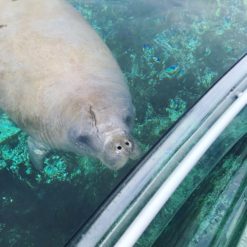 a polar bear in a pool of water