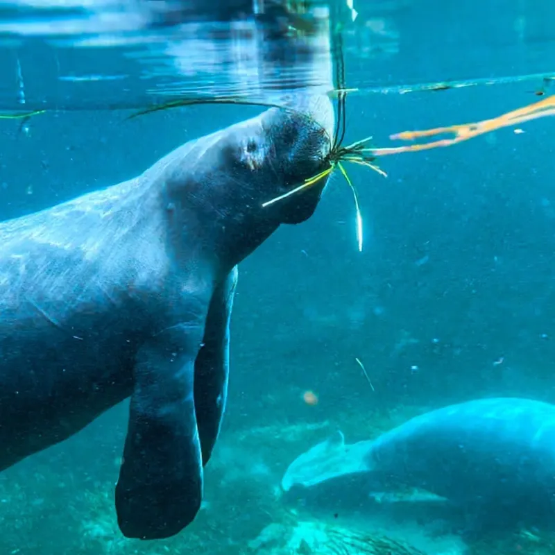 a fish swimming under water