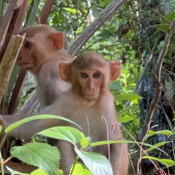 a monkey in a forest