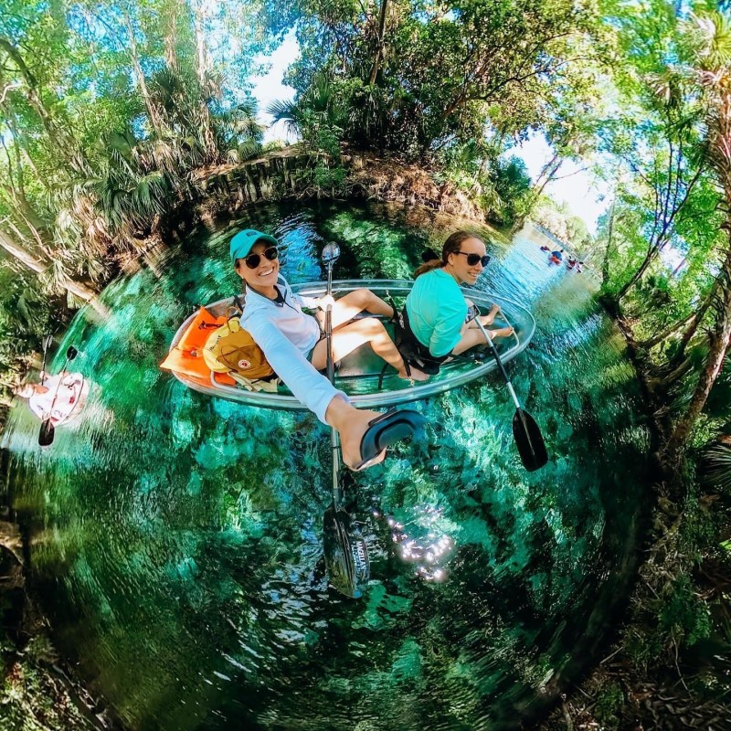 a blue and green bushes