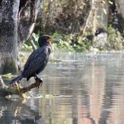 a bird sitting on top of a body of water