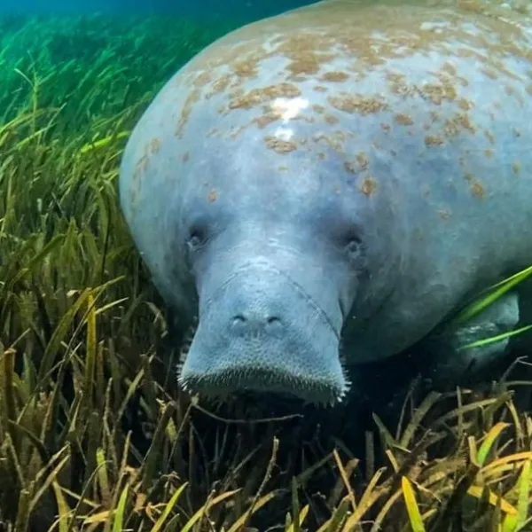 a fish located in a grassy field