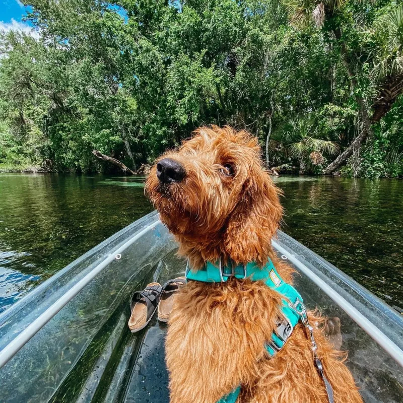 a brown dog standing next to a lake