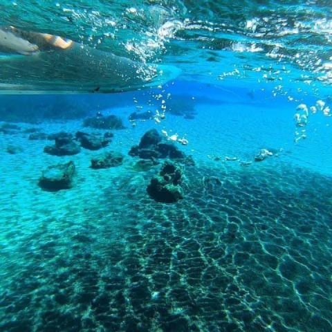 a blue and swimming in a pool of water