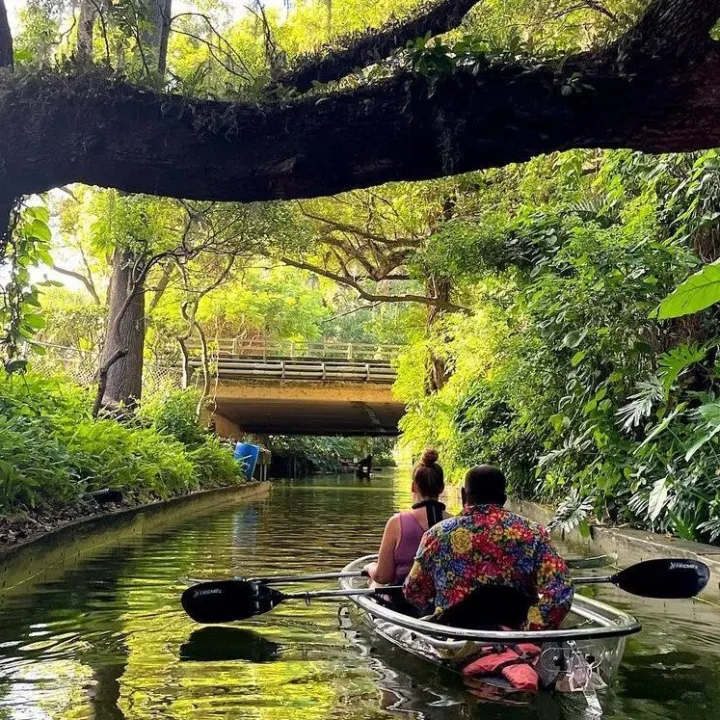 a tree next to a body of water