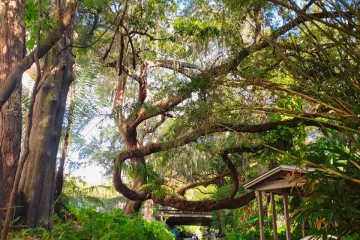 a tree next to a body of water