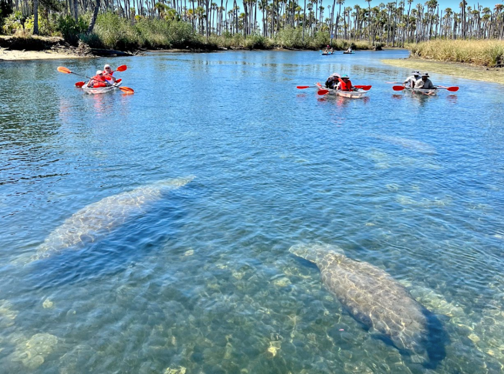 a flock of seagulls are swimming in a body of water