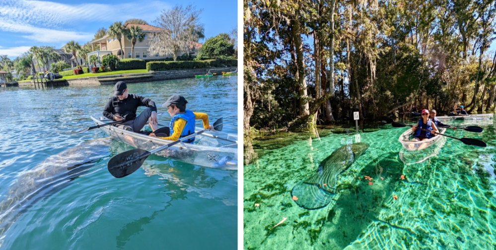 a group of people swimming in a body of water