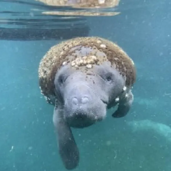 a polar bear swimming in a body of water
