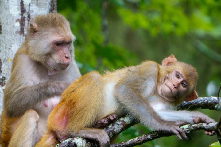 a close up of a monkey