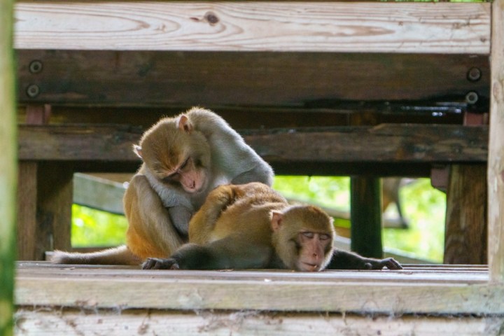 a monkey sitting on a wooden bench