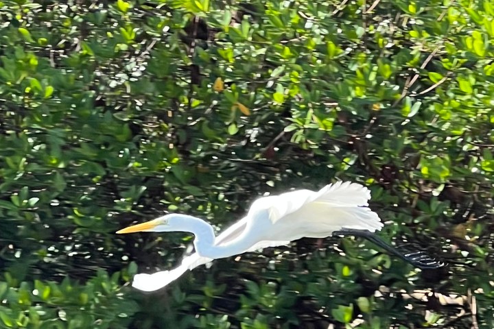 a bird flying over a body of water