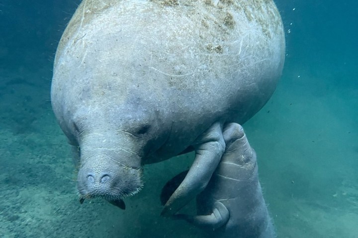 a polar bear swimming in a body of water