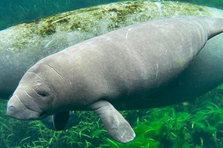 an animal swimming in the water