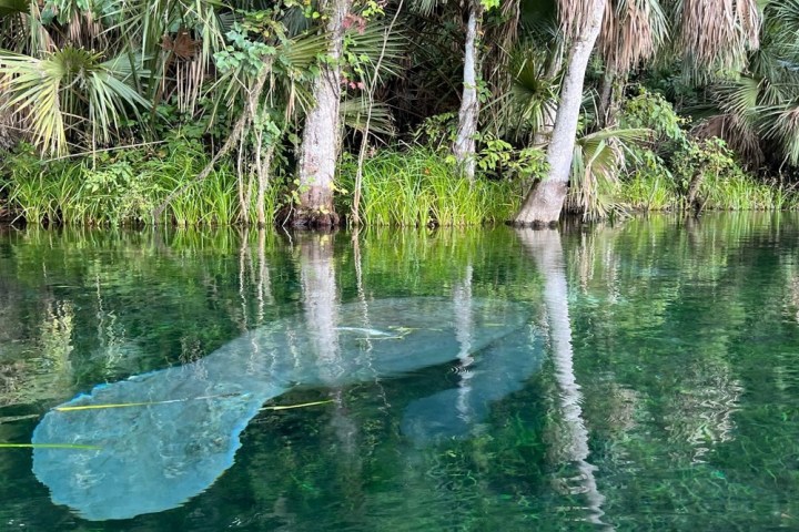 a tree next to a body of water