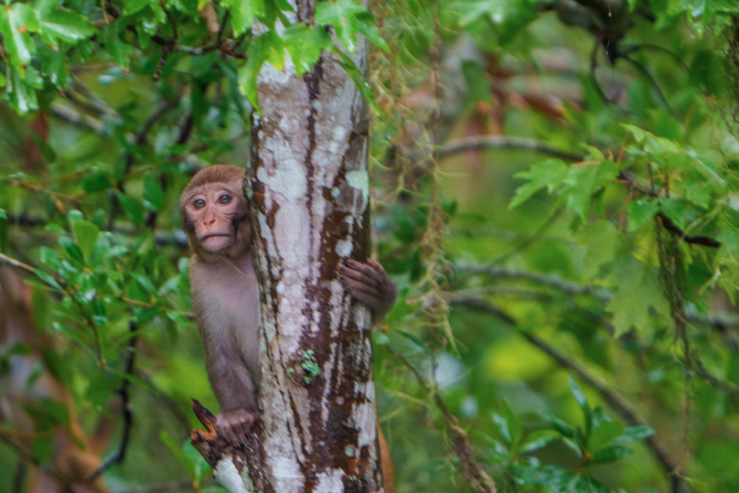 a monkey on a branch