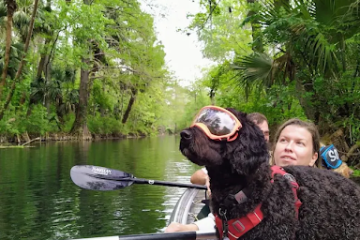 a dog that is standing in the water