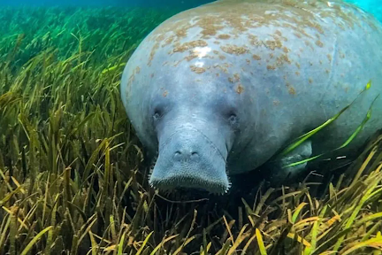 a fish located in a grassy field