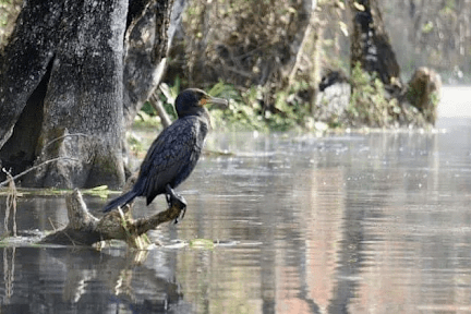 a bird sitting on top of a body of water