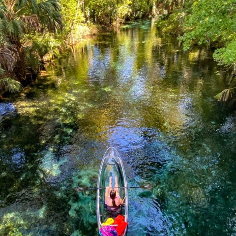 a tree next to a body of water