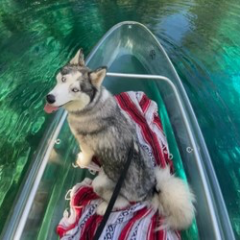 a dog in a pool of water