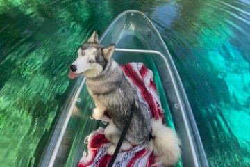 a dog in a pool of water