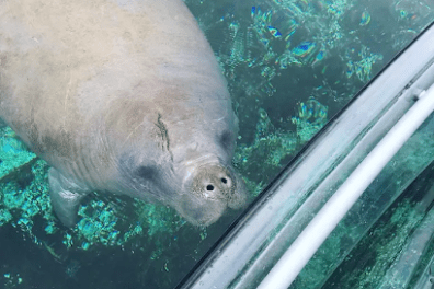 a polar bear in a pool of water