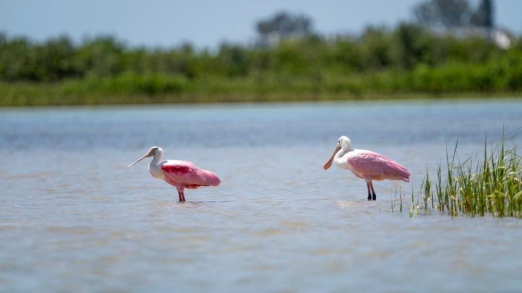 a bird standing next to a body of water