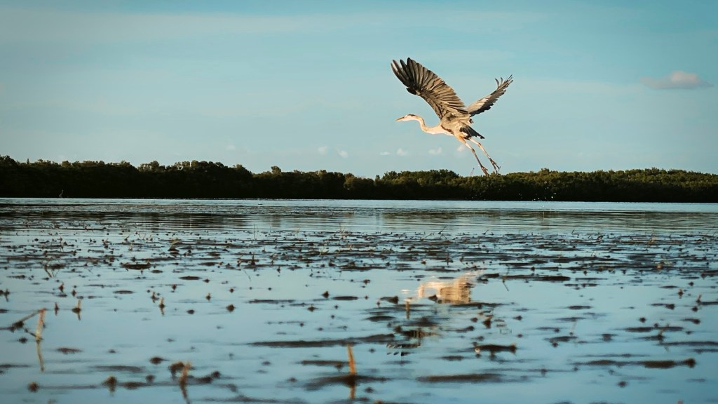 a flock of seagulls flying over a body of water