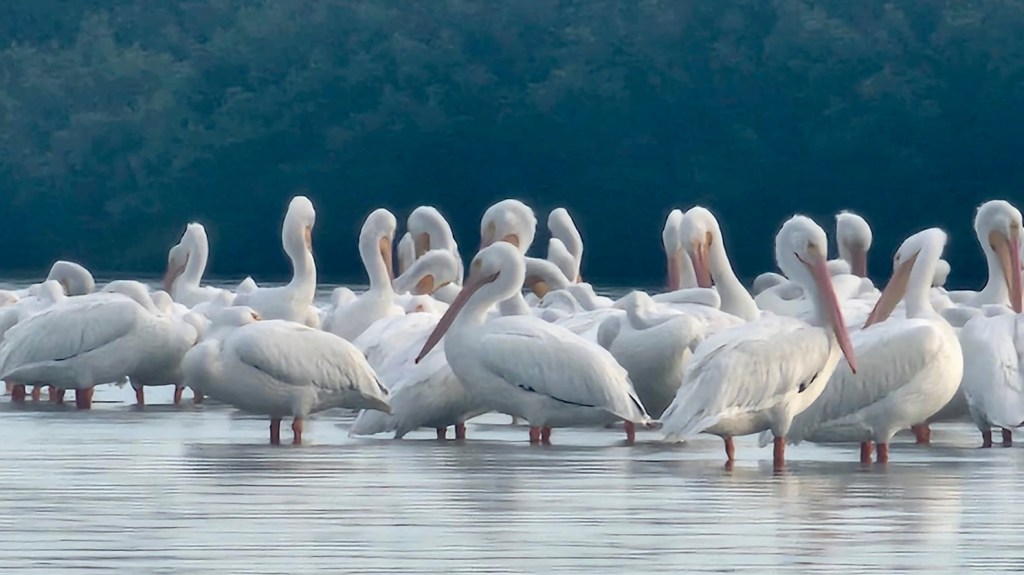 a flock of seagulls standing next to a bird