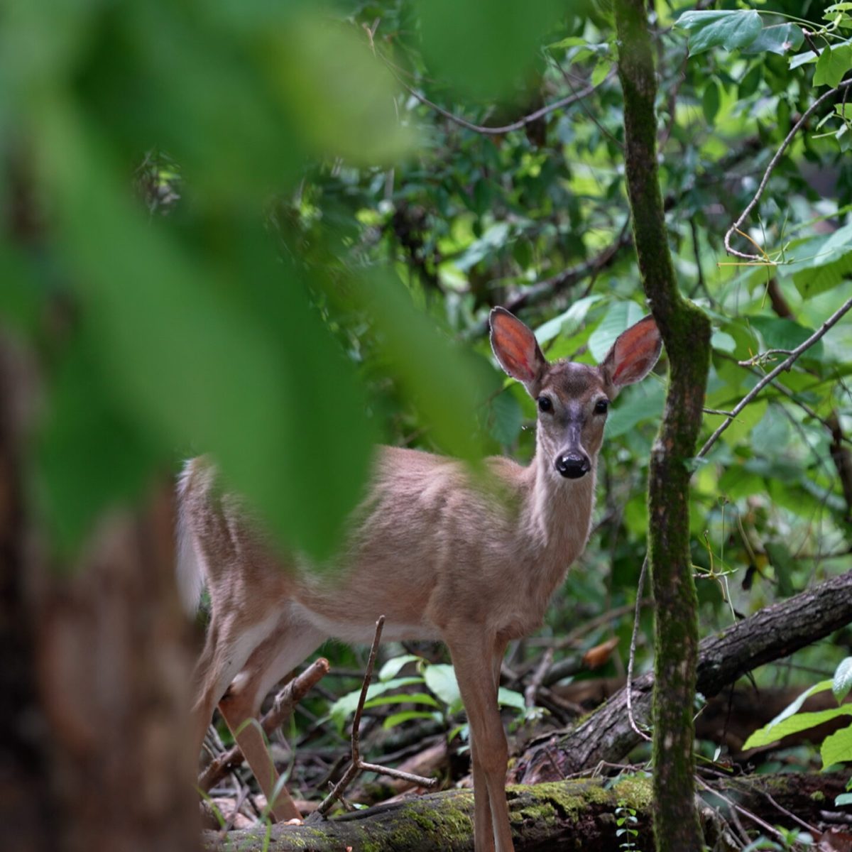 a squirrel standing on a branch