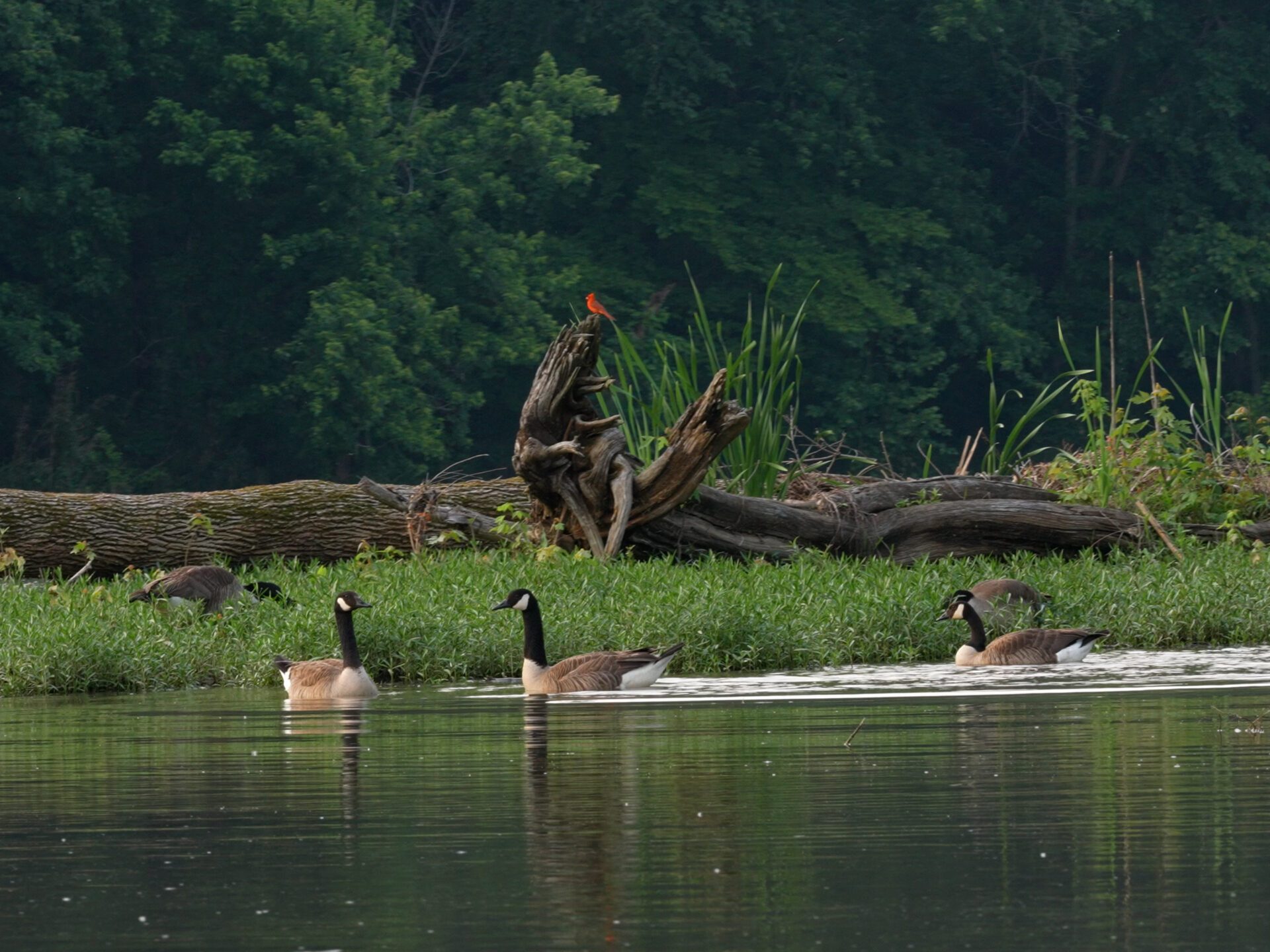 a group of giraffe standing next to a body of water