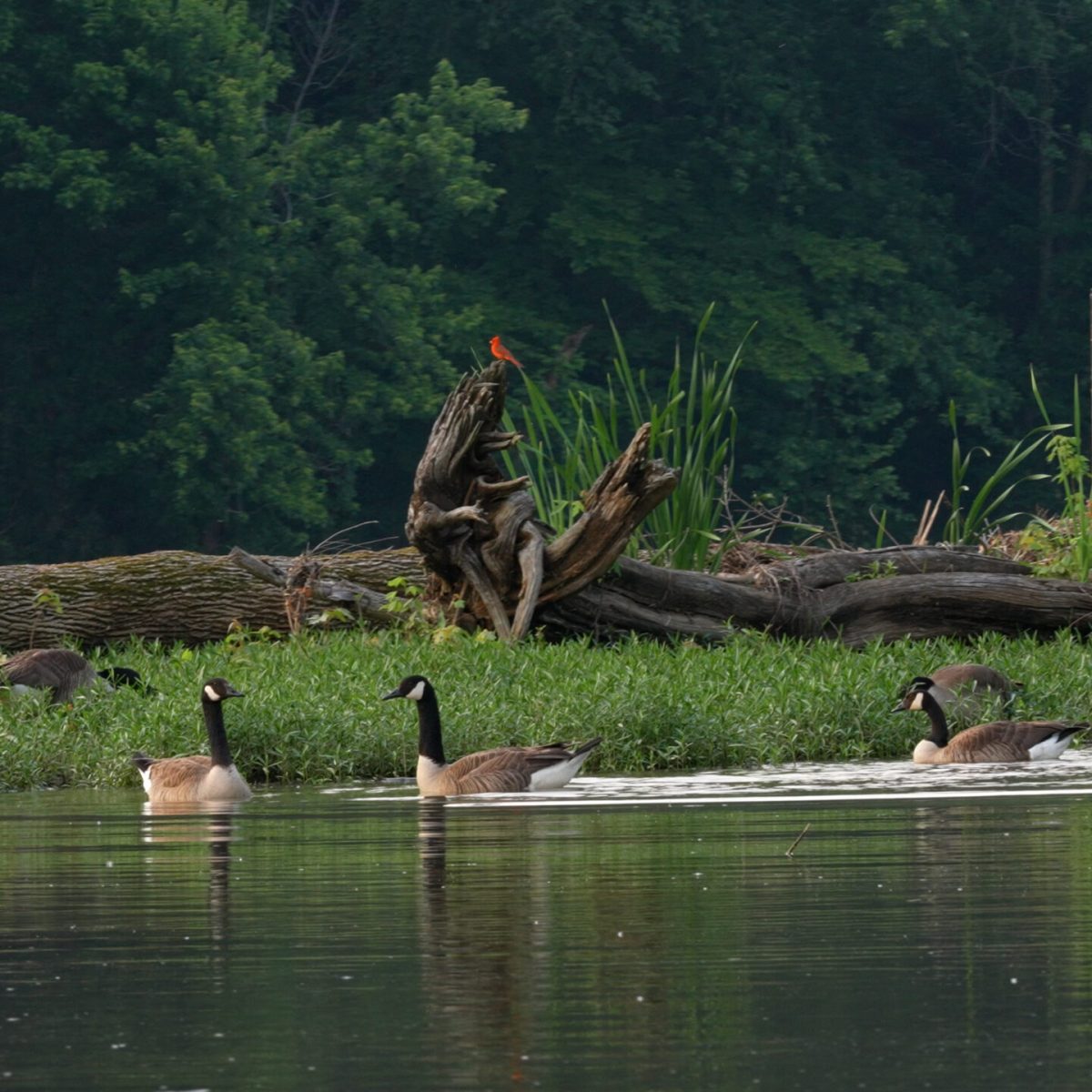 a group of giraffe standing next to a body of water
