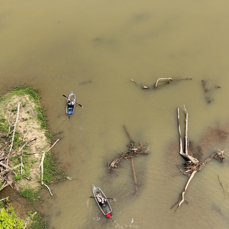 a bird flying in the sky