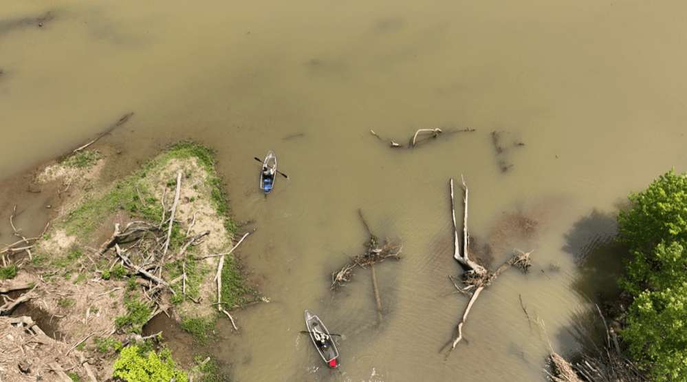 a bird flying in the sky