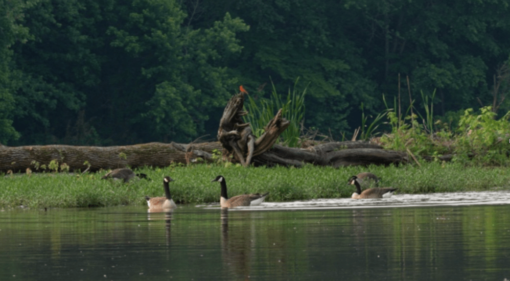 a flock of seagulls are swimming in a body of water
