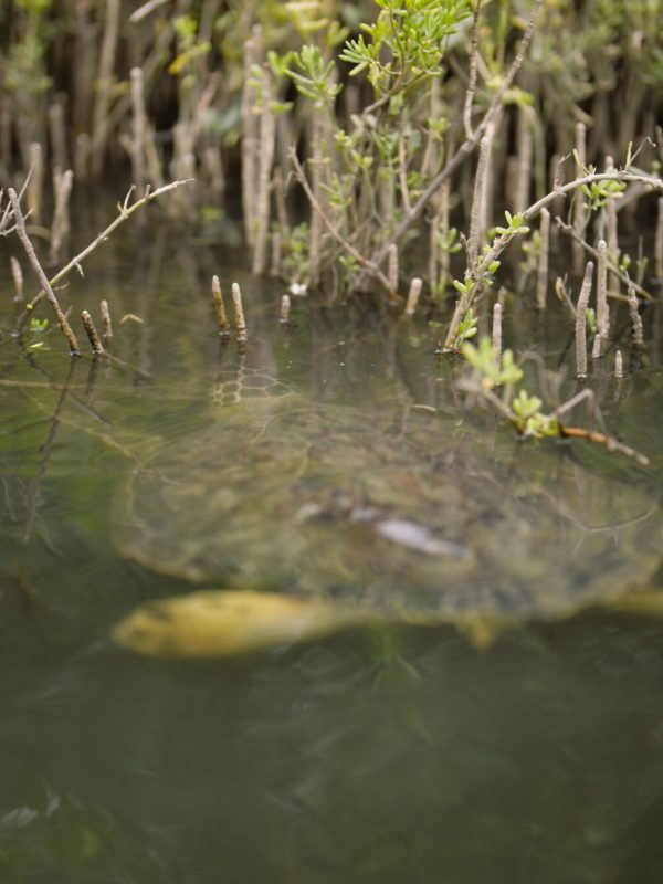a close up of a pond
