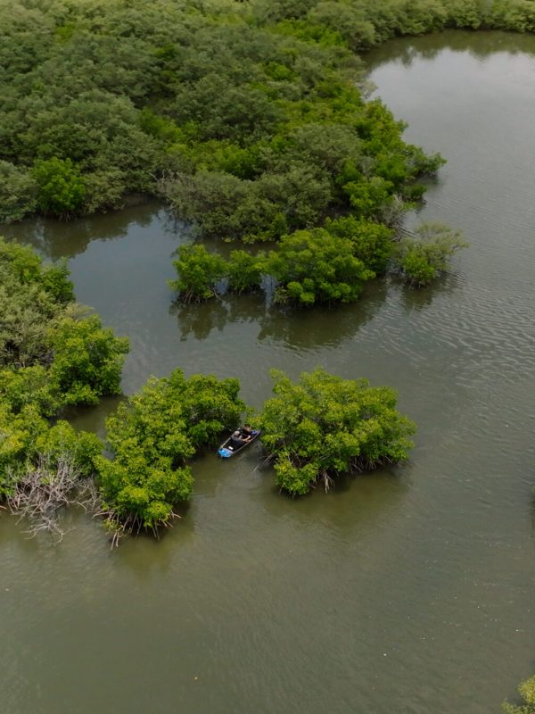 a body of water surrounded by trees