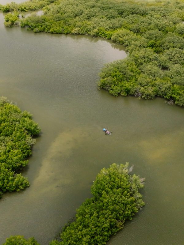 a bunch of broccoli sitting next to a body of water