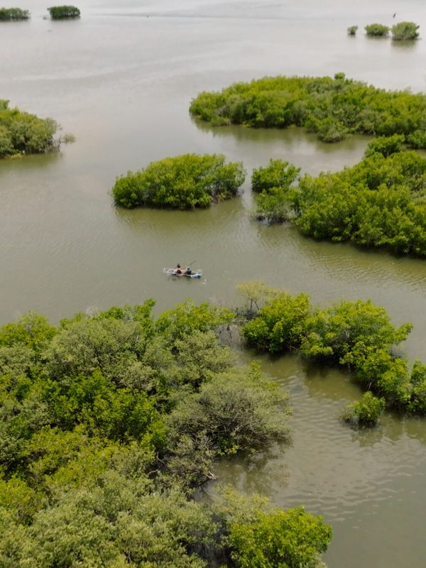 a group of bushes in a body of water