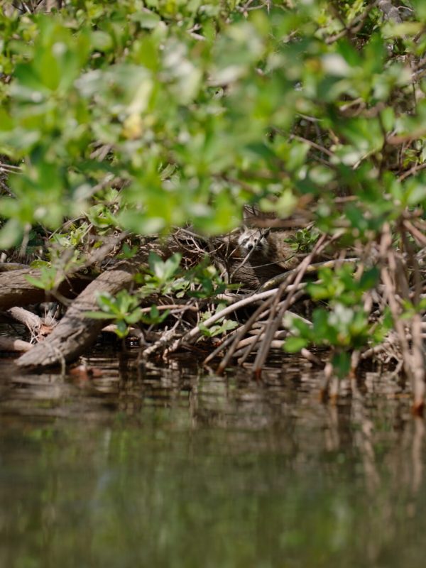 Robinson Preserve Fl Clear Kayak Tours Get Up And Go Kayaking 4738