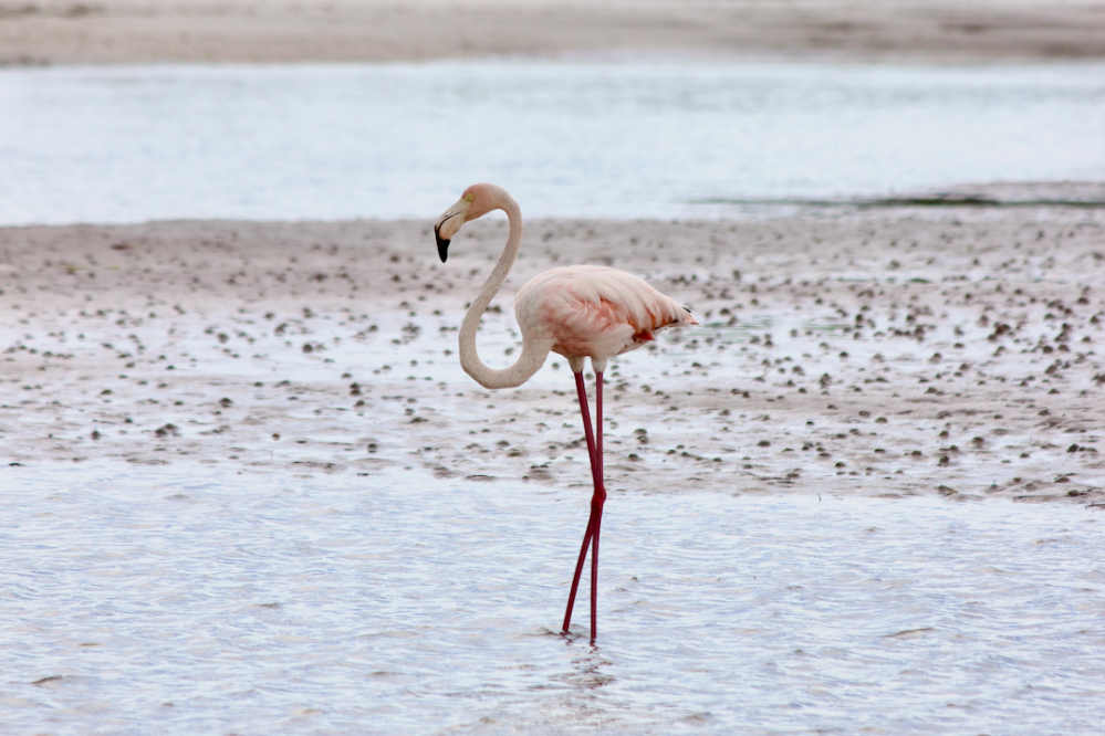 a bird standing on a beach near a body of water