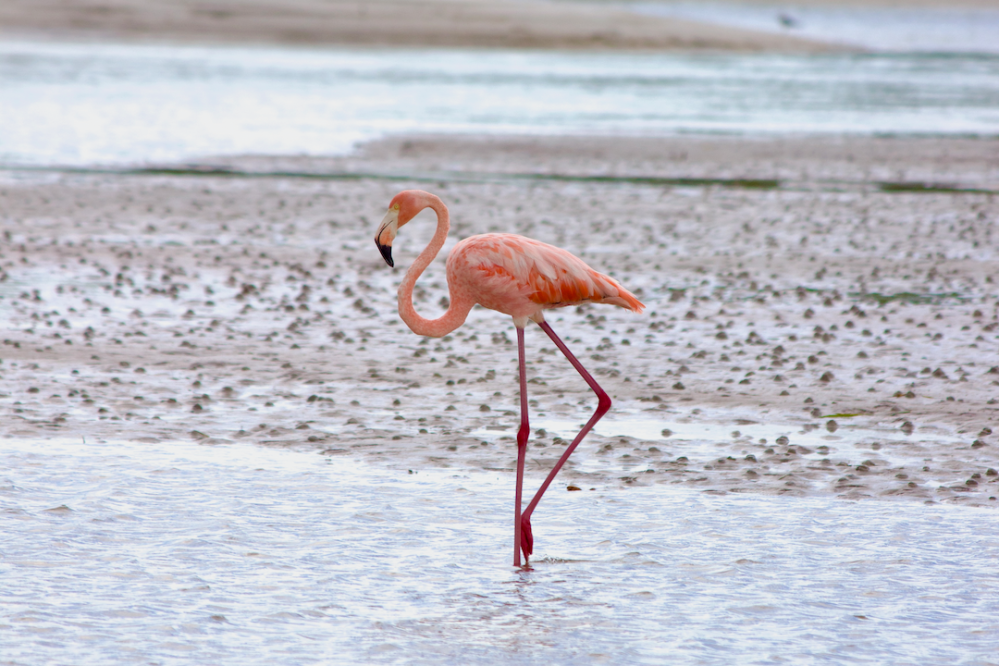 a bird sitting on top of a sandy beach