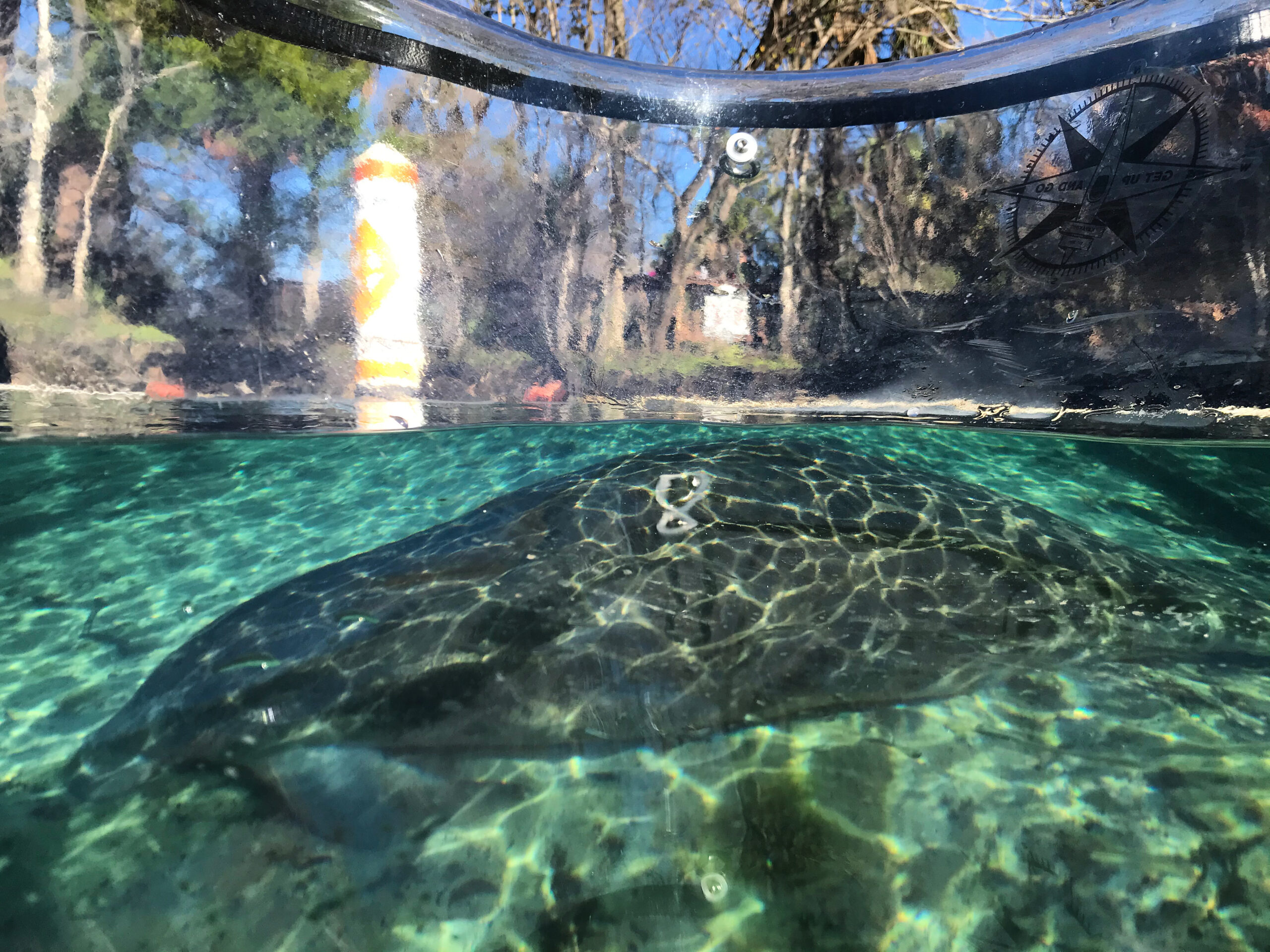 a fish swimming under water