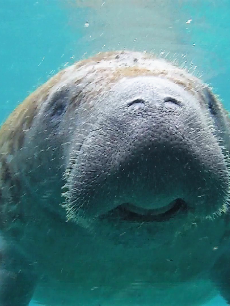 a polar bear swimming in a pool of water