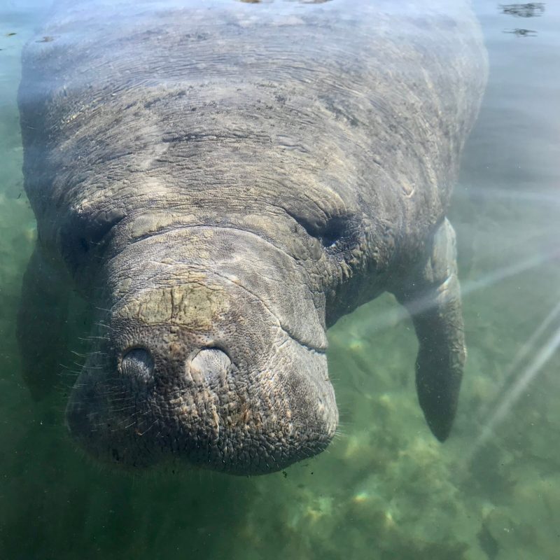 a close up of an animal swimming in the water