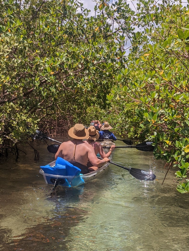a boat sitting on top of a tree