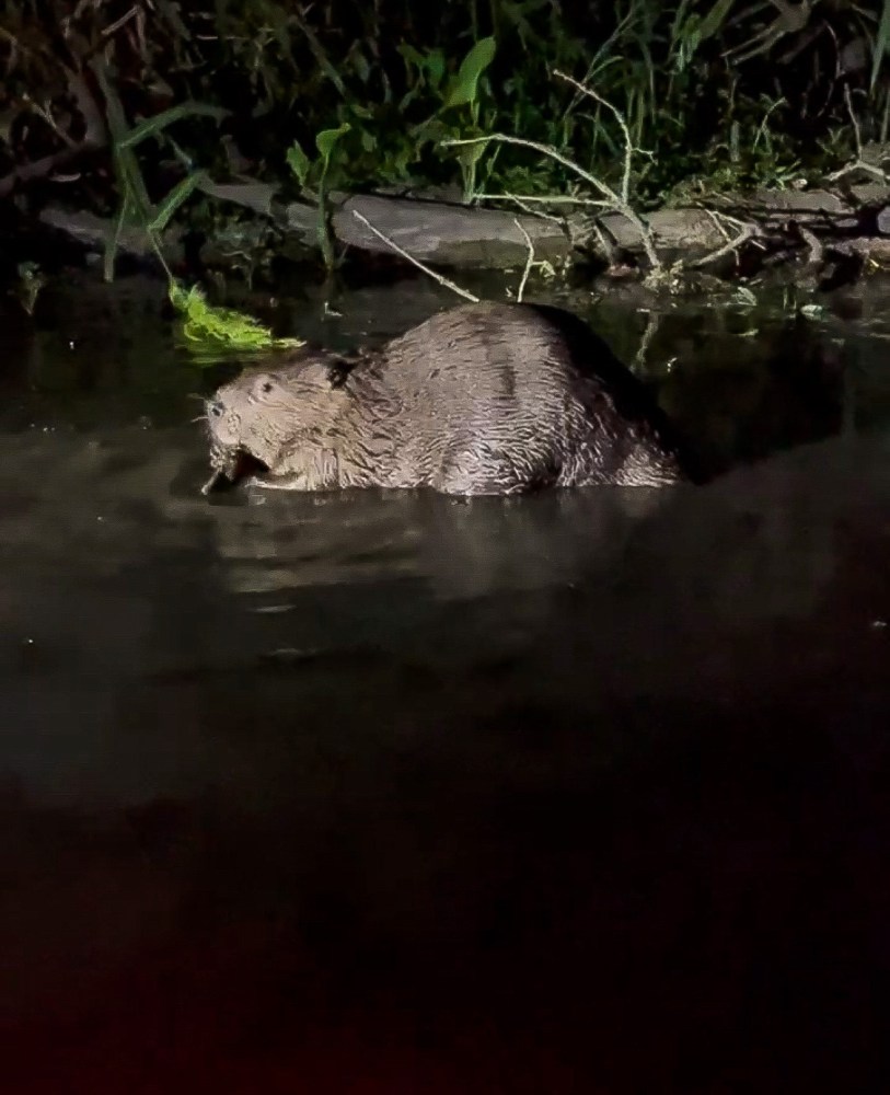 a bear is swimming in the water