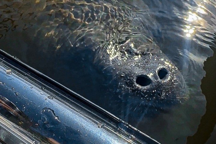 a close up of a bird