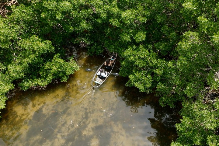 a tree next to a body of water